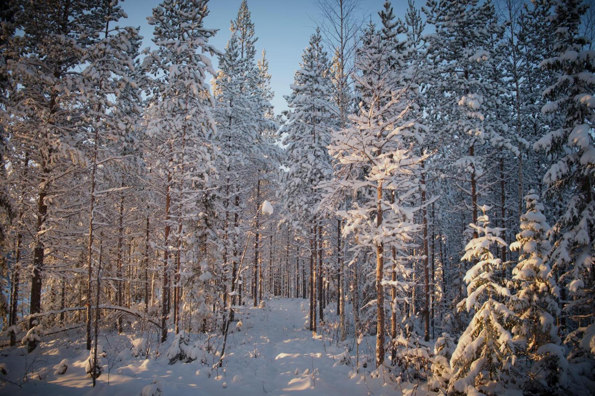 Отель Langforsen Glamping & Lapland Experience Lapptrask Экстерьер фото